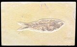 Bargain Knightia Fossil Fish - Wyoming #42382-1